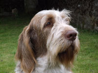 Photograph for Laura's Spinones