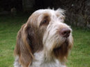 Photograph for Laura's Spinones
