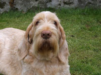 Photograph for Laura's Spinones
