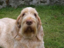 Photograph for Laura's Spinones