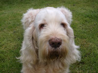 Photograph for Laura's Spinones