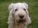 Photograph for Laura's Spinones