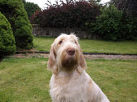Photograph for Laura's Spinones
