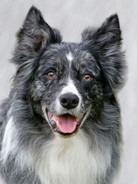 Reference photograph of Levi