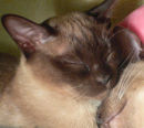 Libbys siamese