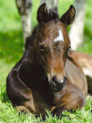 Photograph of young Lilly-Bet