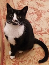 Reference photograph for Lily-Cat