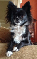 Reference photograph for Lola