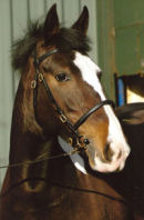 Photograph of Lollipop