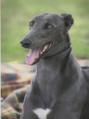 Reference photograph of Joey