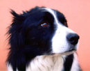 Reference photograph for Magnum