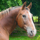 Reference photograph of Maurice