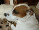 Reference photograph for Max
