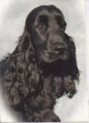 Reference photograph for Megan