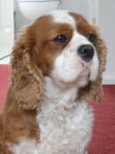 Reference photograph for Merlin