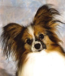 Reference photograph for Midas