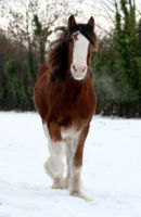 Photograph of Milly in the snow