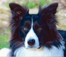 Reference photograph of Jon's dogs