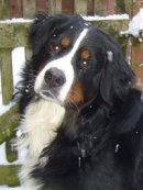 Reference photograph for Monty