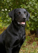 Reference photograph for Murphy