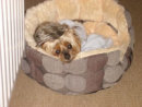Reference photograph of Sammy