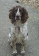 Reference photograph of Spud
