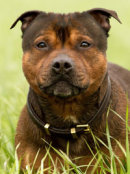 Reference photograph of Ozzie
