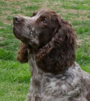 Reference photograph of Penny