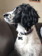 Reference photograph of Pip