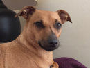 Reference photograph for Pippa