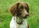 Reference photograph for Polly and Sophie