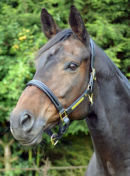 Reference photograph of Polly