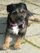 Reference photograph for Poppy