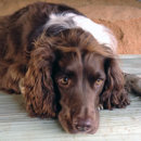 Reference photograph for Poppy