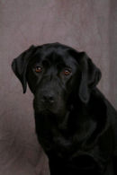 Reference photograph for Reo