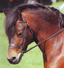 Photograph of Rocky