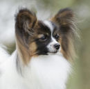 Reference photograph for Rolo