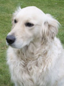 Reference photograph for Rosie