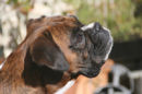 Reference photograph for Roxy