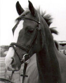 Reference photograph of Rubea