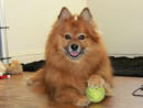 Reference photograph for Rusty
