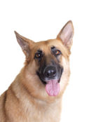 Reference photograph for Saffy