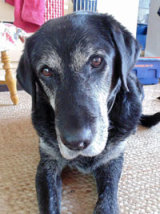 Reference photograph of Sam