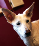 Reference photograph for Satch