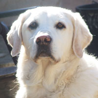 Reference photograph of Scooby