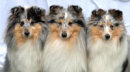 Reference photograph of Debbie's dogs