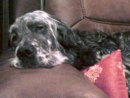 Reference photograph for Sophie