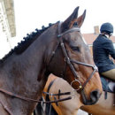 Reference photograph of Sophies horse