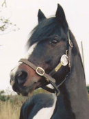 Reference photograph of Spider