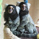 Reference photograph for 2 Marmosets